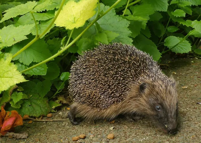 Hedgehog Holiday Home In The Countryside, 10 Mins To Lligwy Beach