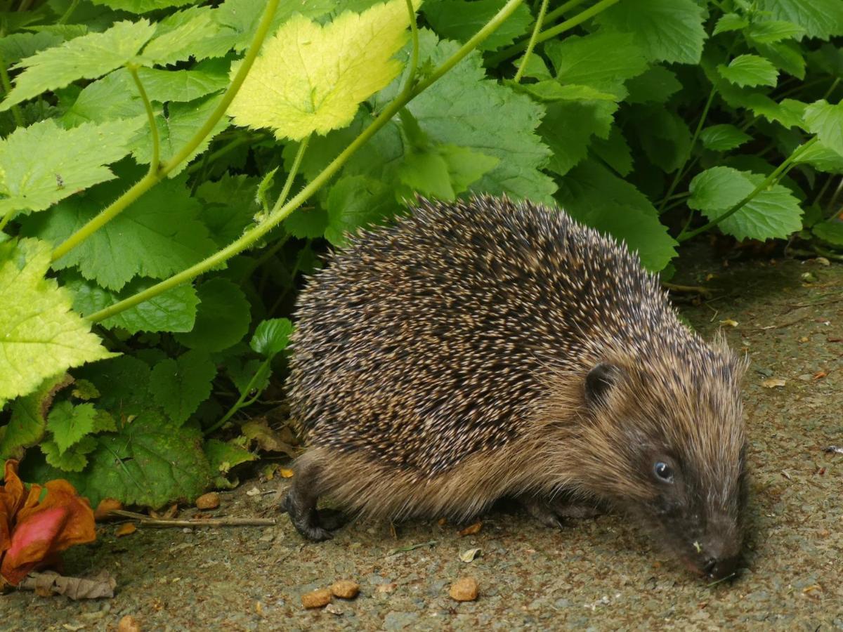 Hedgehog In The Countryside, 10 Mins To Lligwy Apartment Llandyfrydog